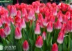 Tulipa Liliane Gronert ® (2)
